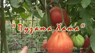 О сортах томатов  МЕЧТА АЛИСЫ, Пузата Хата, Голубое Солнце.