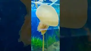 jale fish 