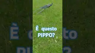 PIPPO il pavone scomparso...