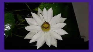 Lotus Flower In My Discus Tank (Red Tiger Lotus)