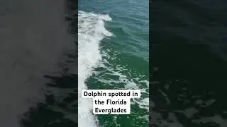 Dolphin in the Everglades