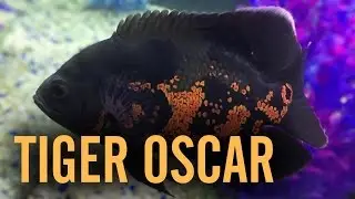 Red Tiger Oscar Cichlid