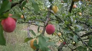 Алыча колоновидная синяя