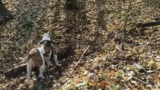 Тёплая осень🍂🍁 игра в палочку