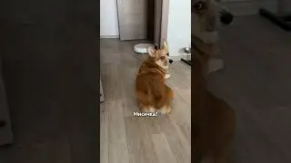 Думаем о подружке для Мисси 😍 