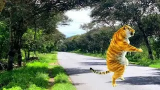 Tiger dance / tiger green screen / cartoon funny / funny dance / cartoon network / vfx /  tiger