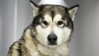 Turned Away for Being Too Big...This Malamute's Transformation is Unreal