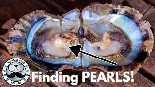 From Oyster to Treasure: Gorgeous Pearl Reveals! (Reveals 17260 - 17283)