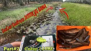 Panen STRIK3‼️SOFTFROG DARI KAIL TERBANG MEMANG RAJA KILLER || Casting Gabus
