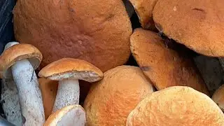 Грибалка с дедом удалась!!!!!! Столько Грибов мы еще не собирали в этом году)