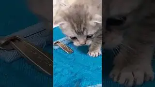 ПАПА КОТ ОХРАНЯЕТ СВОИХ ПАЦАНОВ! 