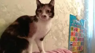 Кошка Мотя благодарит меня за то, что я ее помыл