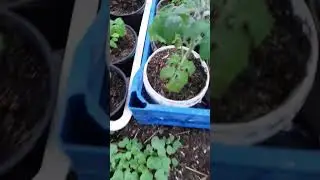 Посадила томаты с одной стороны.