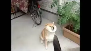 DOGE