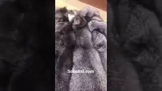 Мех аукционный Saga Furs✂️Под заказ (пошив 14-16 дней) Творческая команда TM SOBOLINI