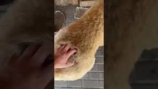 #экодеревушка #экзоты #юмор #зоопарк #крокодилы #улитка #farming #бизнес #крокодилы #ферма #звери