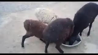 СРОЧНО! Фуруши 4 гусфанд ва ду буз. ба 908088502 занг зада савдо кунед.дар Ачи (уяли)