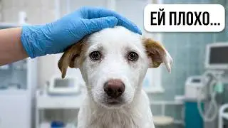 Линда пытается ладить с нашими котами / SANI vlog