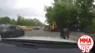 Очень храбрая девушка?!!!😂😂😂😂