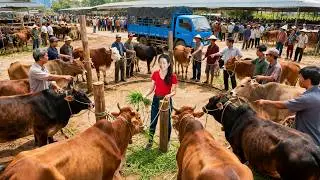 Buy Many Cows From Farmers, Use Truck Transport Cows Go To Countryside Market Sell