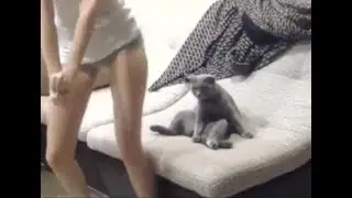 КОТЭ КОТОРОМУ ПОХУЙ