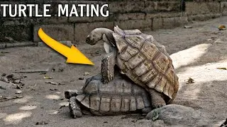 Turtle mating is an unbelievable thing you've never seen before / animal world