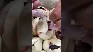 twins baby snake #shorts #viral #training