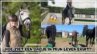 HOE ZIET EEN DAGJE IN MIJN LEVEN ERUIT? #joanneneidhoferhorses #vlog375