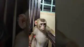 wow     #monkey #dog #dogs #monkeys #pets  #cute #breed #monkeydog