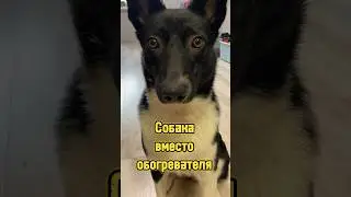 Собака вместо обогревателя 🐕 #питомцы #собака #щенок #dog #puppy