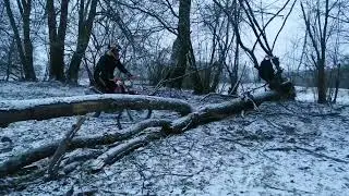 220123, нашёл интересное дерево