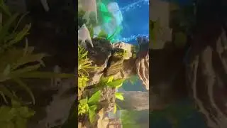 Journey Through My Stunning Planted Aquarium