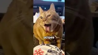 She Touched the Tiger and Then Came to Her Cats 