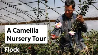 CAMELLIA NURSERY Tour — Ep. 243