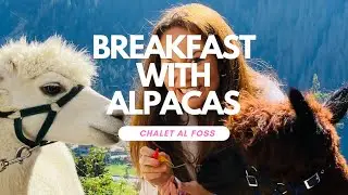 Forrest Breakfast with Alpacas in Val di Sole, Italy