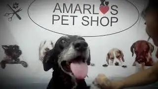 #AmarlosPetShop #Luna