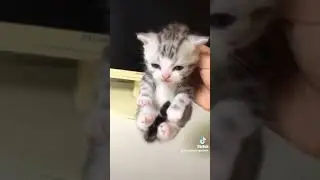 cute cats