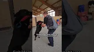 Zu Besuch bei der Polizeihundestaffel in Mannheim