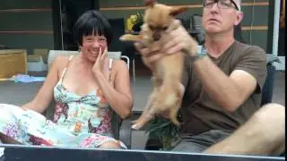 Chiweenie Doesn't Like My Husband