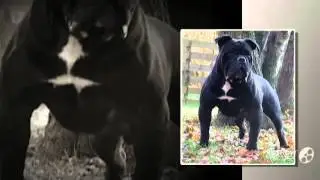 Victorian Bulldog Dog breed