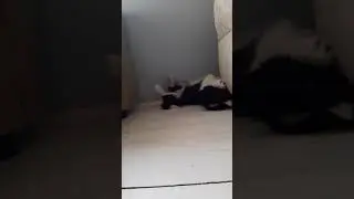 Dam üstünde çul serer.Günce Yorgancılar.
