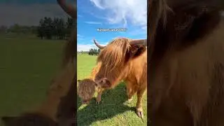 If you love highland cows you have to stay here!📍@ravensrestretreat