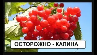 Калина из леса на свой участок