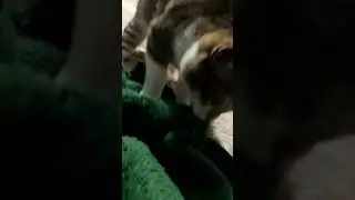 зачем кошки делают так?
