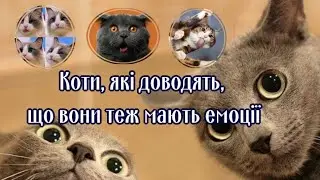 Коти, які доводять, що вони теж мають емоції