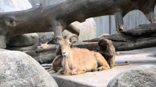 Obduktion in der Wilhelma Stuttgart