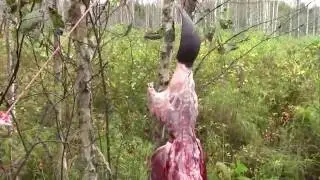 Капкан с приманкой, ловлю бобра и разделываю в лесу.