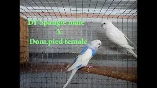 Df spangle with Dom pied..breeding