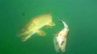 Pike completly miss the Savage Gear 3D Roach 25 cm