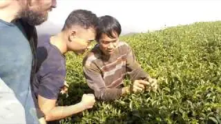Tea Tour to Vietnam April 2019